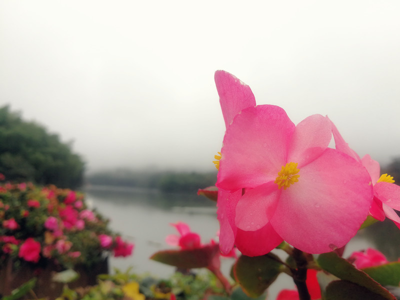 雨潤嬌紅——四川成渝高速公路股份有限公司成渝分公司孫東華_副本