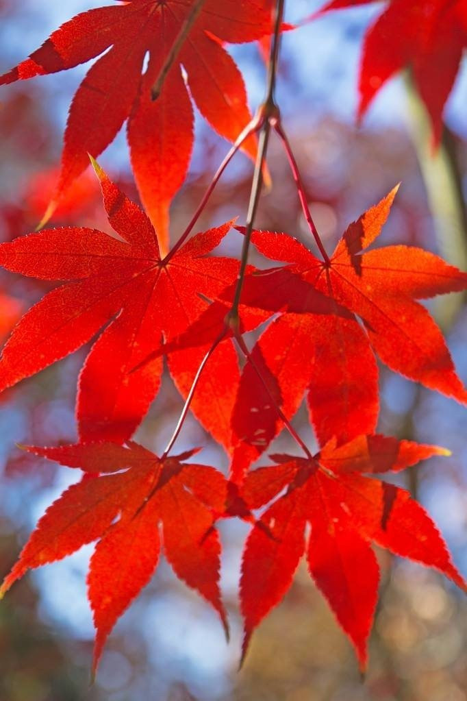 紅葉—四川成渝高速公路股份有限公司成渝分公司成都管理處 唐艷_副本