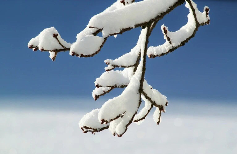 雪滿枝頭——四川成渝高速公路股份有限公司成渝分公司  唐艷_副本