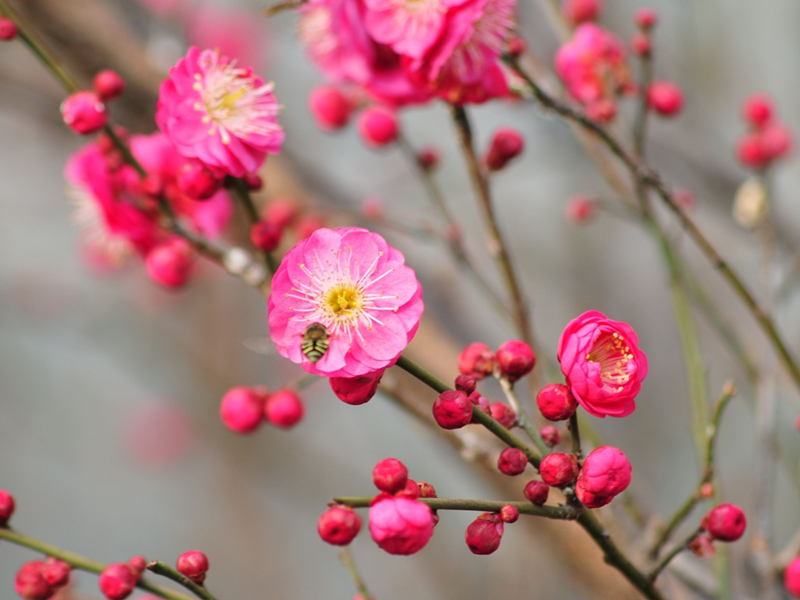 紅梅花開--四川成渝高速公路股份有限公司成渝分公司成都管理處 唐艷