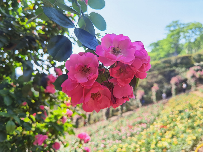 301、薔薇花開+四川成渝高速公路股份有限公司成渝分公司資陽管理處+鄒麗_副本