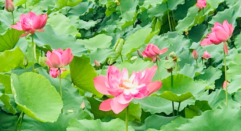 荷花殘蓮蓬顯+成都管理處+廖琴