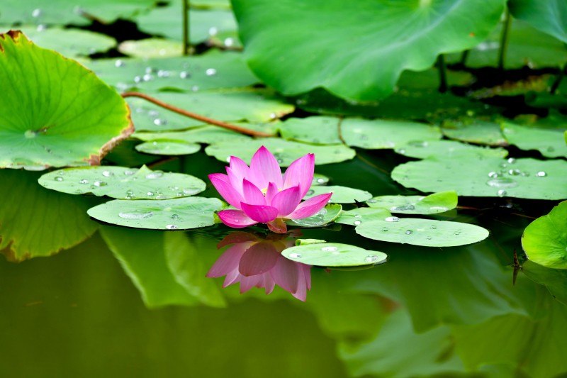 水墨潤濕的情懷+成渝分成都處+林萍