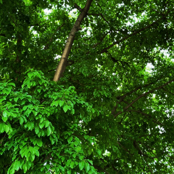枝繁葉茂+四川成渝高速公路股份有限公司成渝分公司資陽管理處+孫沛