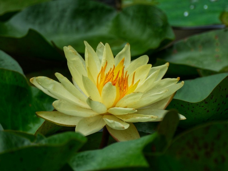 羞澀睡蓮+成都管理處+鐘夢影