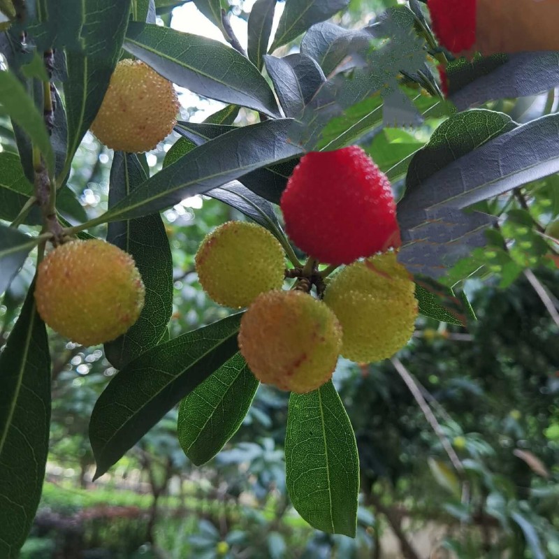 楊梅+成都管理處+陳露