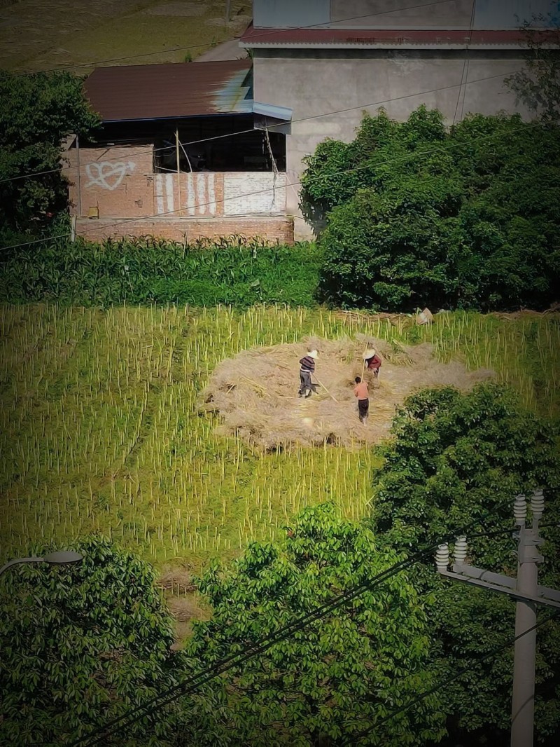 鋤禾+四川成渝高速公路股份有限公司成渝分公司資陽管理處+魏麗娟