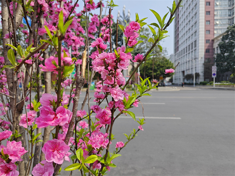 春花俏——四川成渝高速公路股份有限公司成渝分公司馬翎