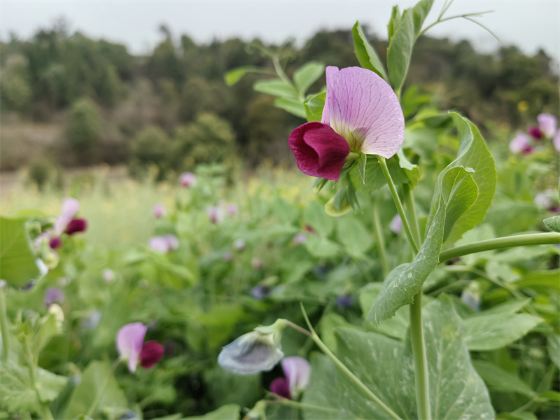 豌豆花+四川成渝高速公路股份有限公司成渝分公司資陽管理處+周知