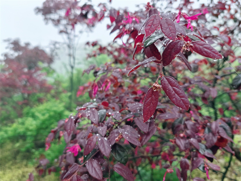 朝露成珠暮成霜+成都管理處+楊夢(mèng)婷