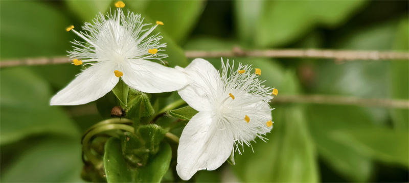 白花紫露草+四川成渝高速公路股份有限公司成渝分公司資陽管理處+雷亞玲