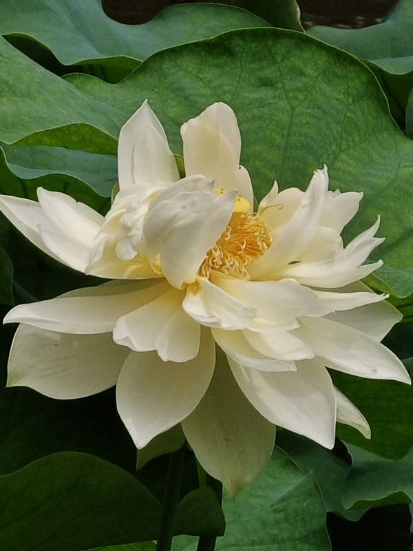 出水芙蓉+成都管理處+ 蒙麗琴_副本
