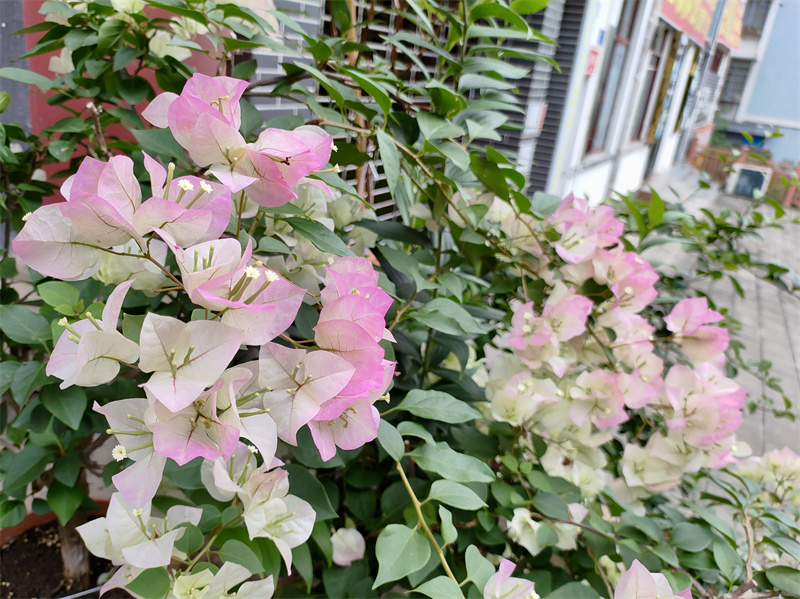 街邊花叢——四川成渝高速公路股份有限公司成渝分公司鐘曉峰